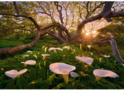 Puzzel 1000 stukjes Magisch Bos Kalie