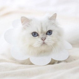 Zachte beschermende kraag voor dieren - wit, maat L