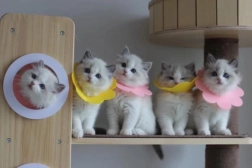 Zachte postoperatieve beschermkraag voor huisdieren – roze, maat L