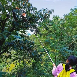 Fruitenplukker met korf en zak voor telescopische steel