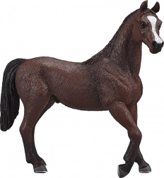 Mojo Arabische Hengst