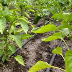 Druppelslang 16 mm, afstand 33 cm, 100 m