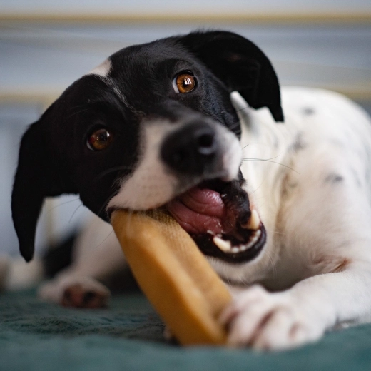 Natuurlijke harde kaas voor langdurig kauwen