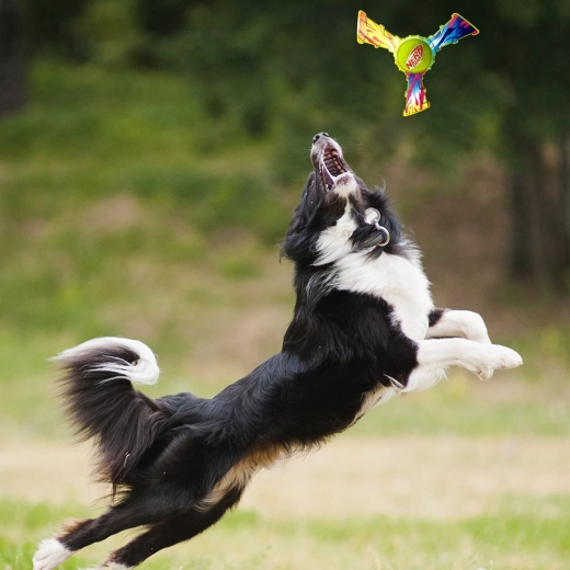 Leuk buitenspel en apporteren