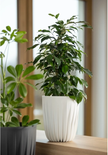 Ideaal voor woning, balkon en terras