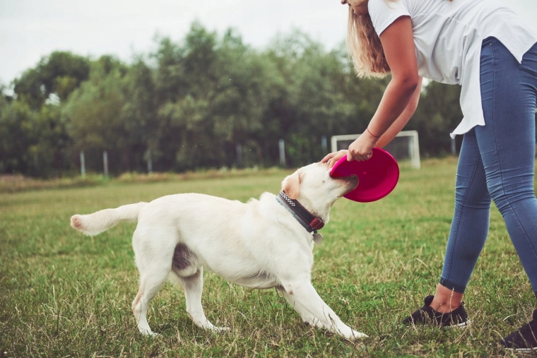 Hoge zichtbaarheid in het park en in de lucht