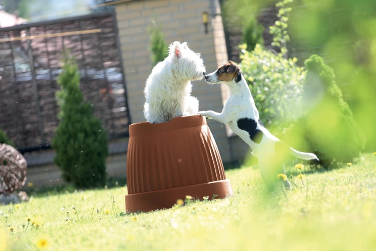 Voor planten met ruimte om te groeien