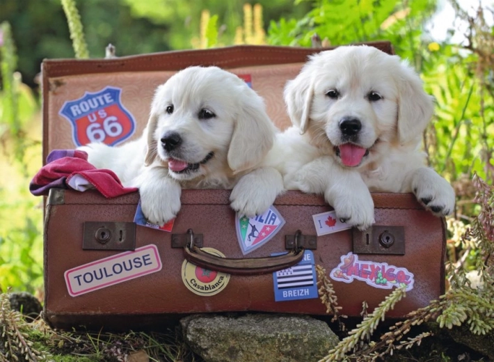 Ravensburger Puzzel reizende puppy’s 100 stukjes