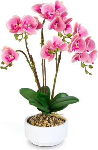Realistisch uiterlijk van de orchidee