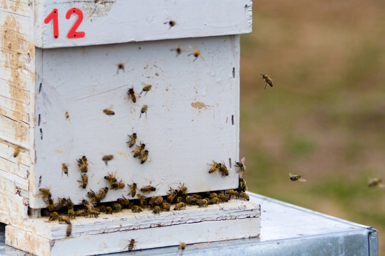 Duidelijke zichtbaarheid in de bijenstand