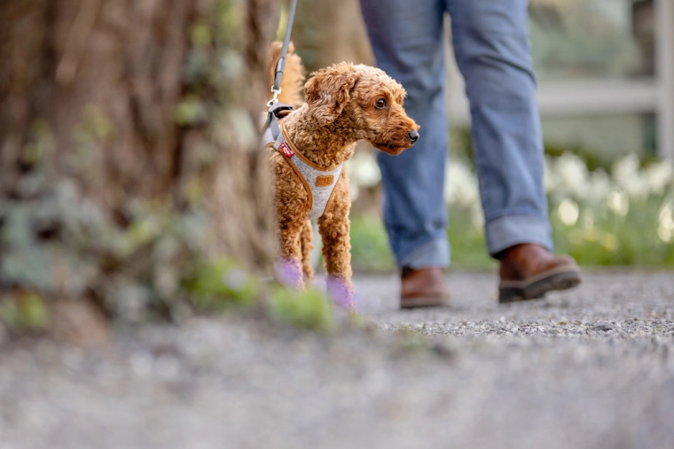 Veiligheidsdetails: reflectie en DogFinder ID