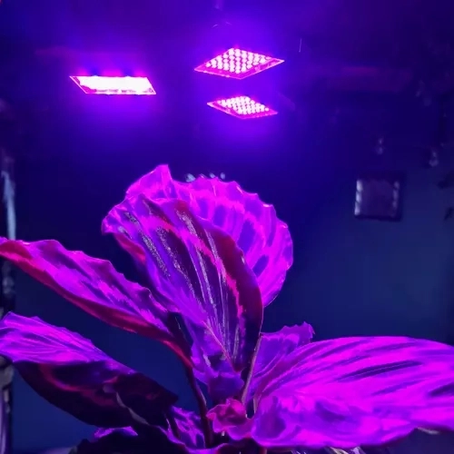 Twee lichtkleuren: rood en blauw