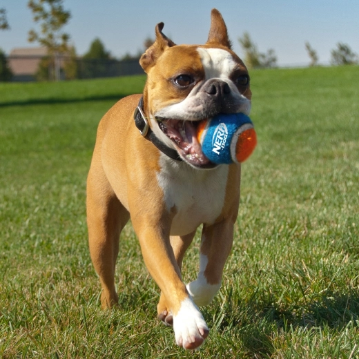 Hoge duurzaamheid en geweldige stuiter