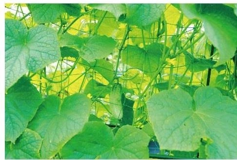 Stevige ondersteuning voor gezonde groei