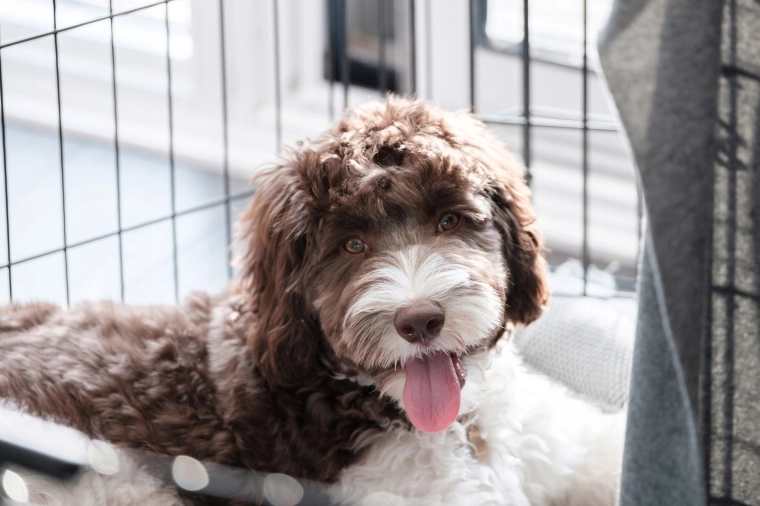 Comfortabele rustplek voor middelgrote honden