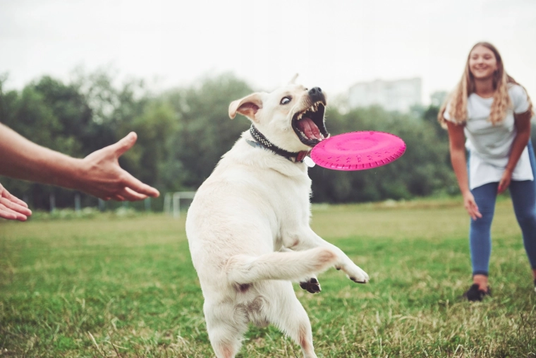 Stabiele vlucht en eenvoudig vangen