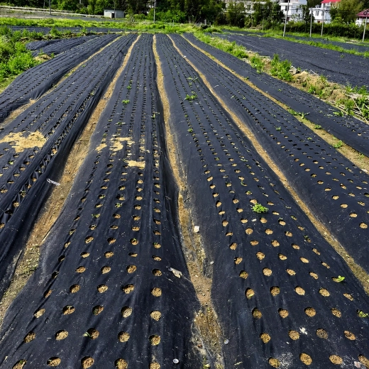 Voor teelt in rijen in de tuin en op het veld