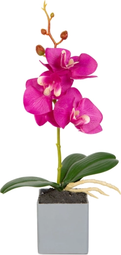Realistisch uiterlijk van de orchidee