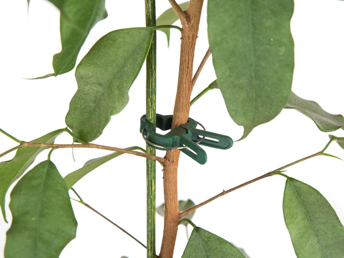 Snelle en zachte bevestiging van stengels