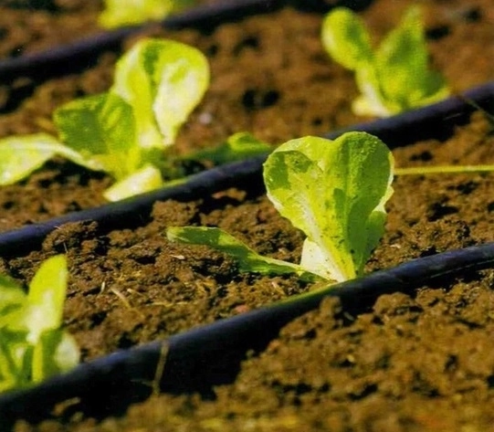 Gerichte druppelirrigatie voor gezonde groei