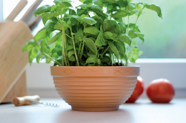 Brede, ondiepe schaal voor een gezonde groei van kruiden