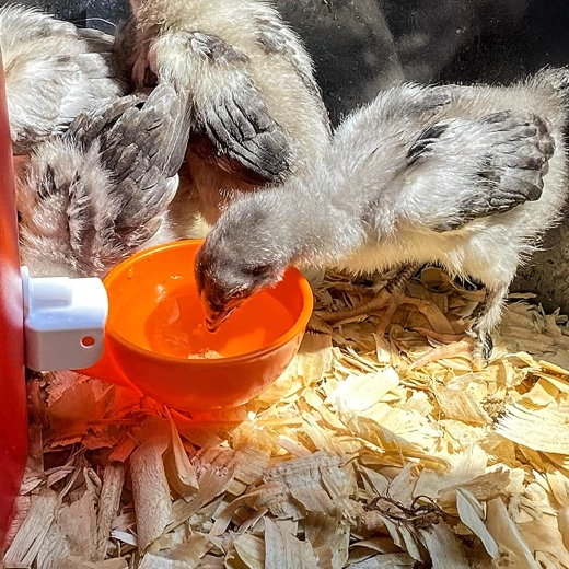 Schoon water voor gezonder pluimvee