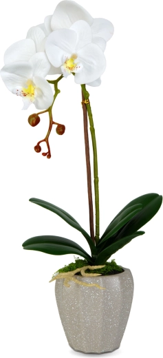 Realistische uitstraling van de orchidee