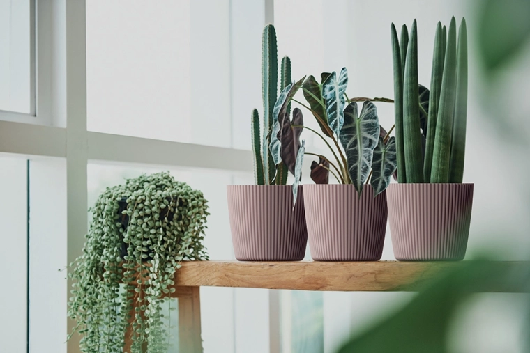 Stijlvolle decoratie voor huis en balkon