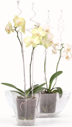 Eenvoudige controle en verzorging van planten