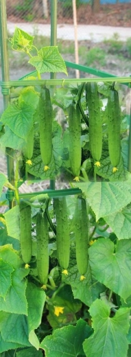 Ideaal voor klimmende gewassen