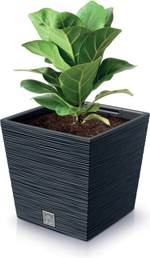 Praktische vorm voor plantstabiliteit