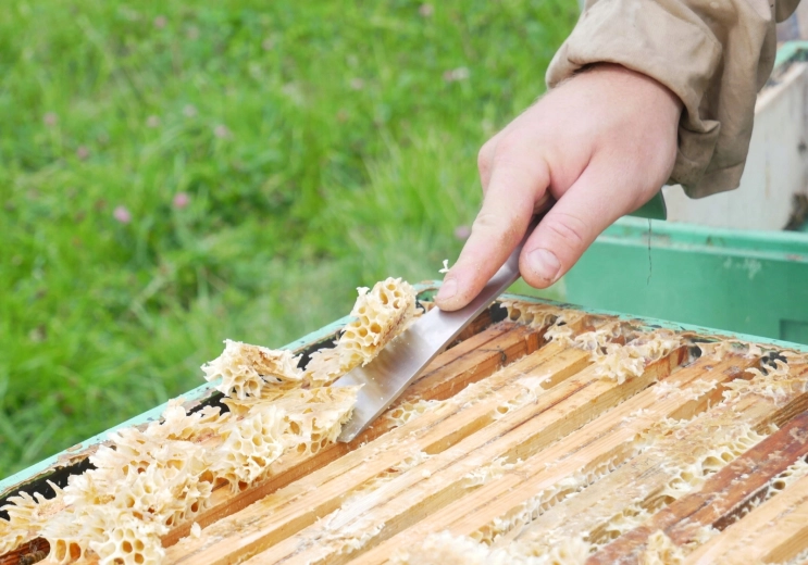 Precies schrapen van was en propolis
