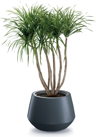 Moderne antracietlook
