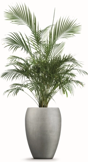 Ruimte voor een gezonde plantengroei