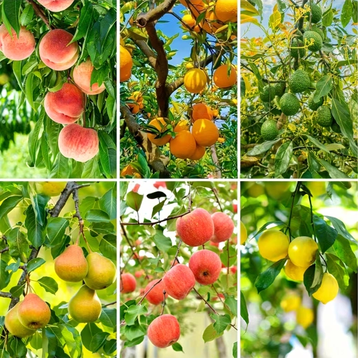 Universeel voor diverse fruitsoorten