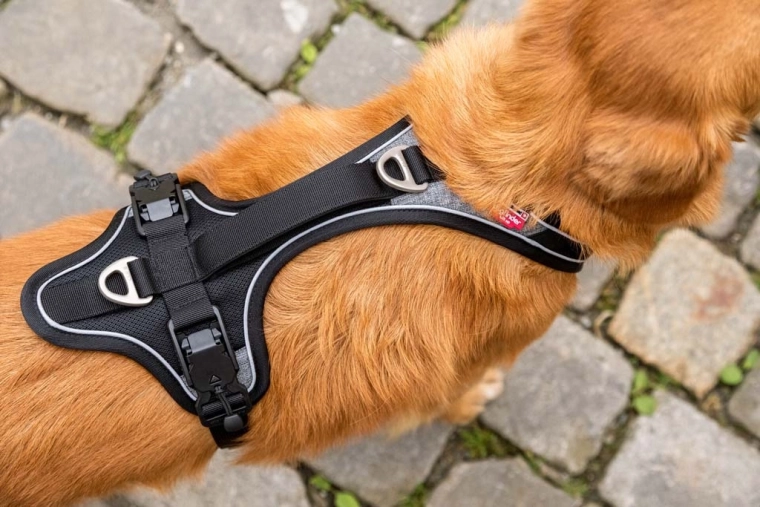 Veiligheid in het donker en betere controle over de hond