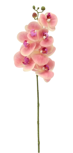 Onderhoudsvrij en altijd een frisse uitstraling