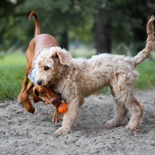 Touw om te gooien en te trekken
