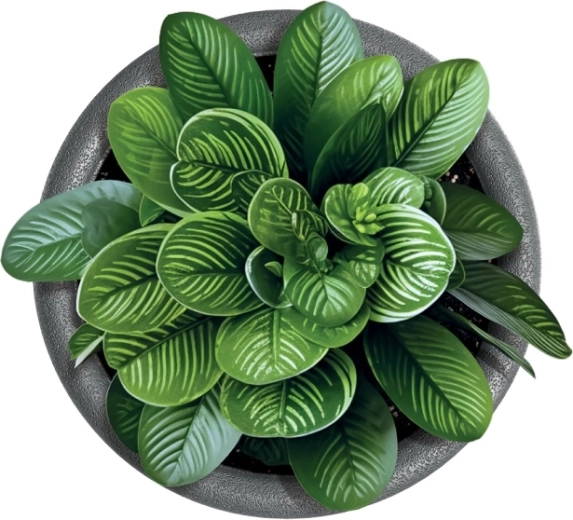 Ideaal voor kamer- en buitenplanten