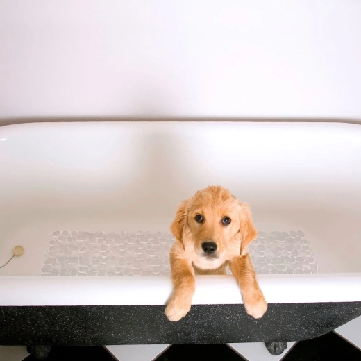 Comfort en bescherming voor de voeten