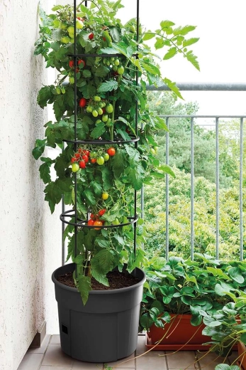 Ideaal voor balkontomaten