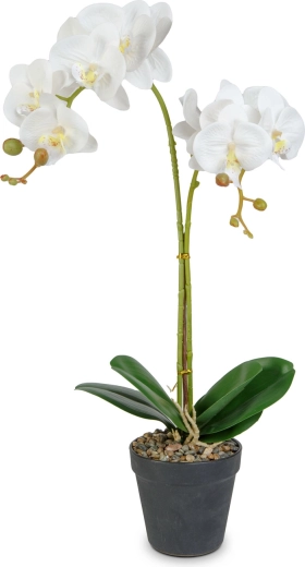 Realistische elegantie van de orchidee