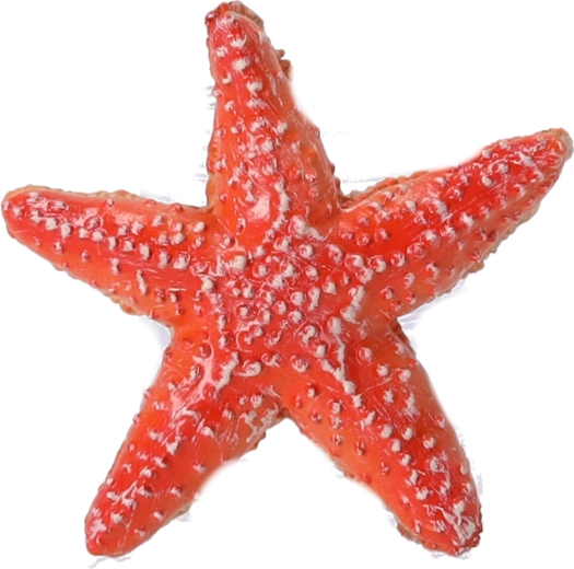 Verzamelbeeldje Zeester, Papo