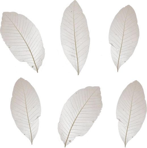 Gedroogde decoratieve bladeren wit – set van 10 stuks