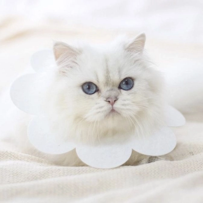 Zachte beschermende kraag voor dieren - wit, maat L