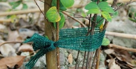 Set van 3 bindbanden voor planten, lengte 3 m