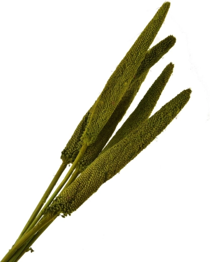 Droogdecor groen – decoratieve gedroogde stelen 5 stuks