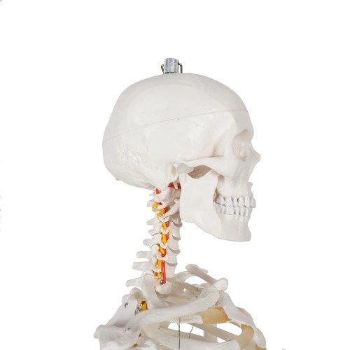 Anatomisch model van het menselijk skelet 180 cm