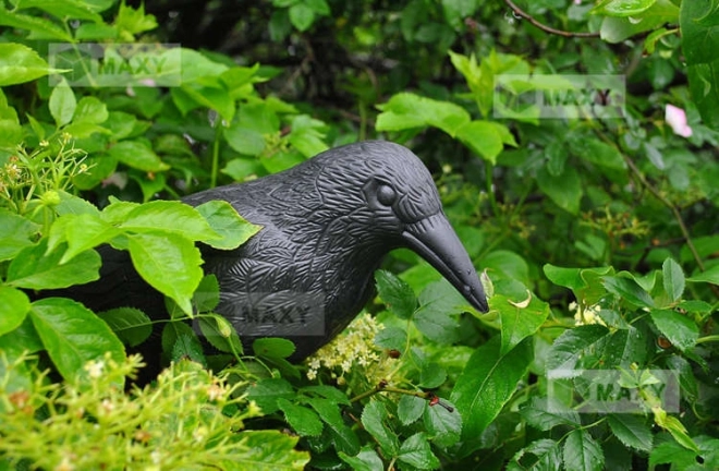 Afweermiddel kraai tegen vogels