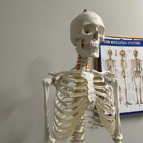 Anatomisch model van het menselijk skelet 180 cm
